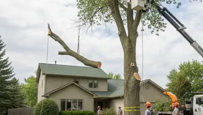Professional arborists performing safe tree removal with bucket truck at Oshkosh WI residential property