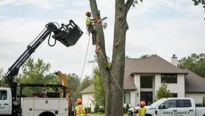 Professional tree removal service in Oshkosh, WI safely cutting down a damaged oak tree