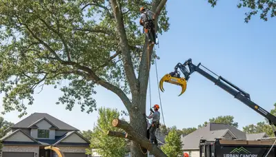Arborists providing professional tree removal service in Oshkosh, WI for residential properties