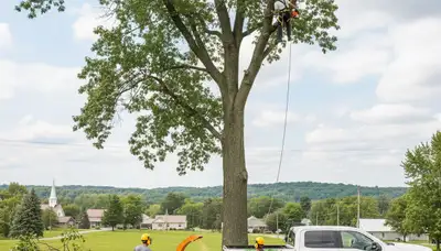 Professional tree removal service in Oshkosh WI safely cutting and clearing large trees