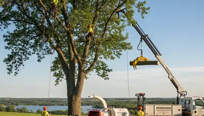Professional tree removal service in Oshkosh WI by certified arborists