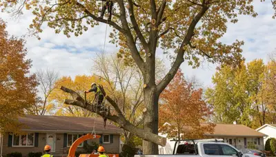 Professional tree removal service in Oshkosh WI safely clearing large oak tree