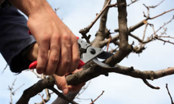 Tree Pruning in Oshkosh WI Tree Pruning Services in Oshkosh WI Quality Tree Pruning in Oshkosh WI